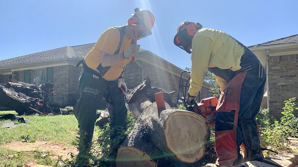 chainsaw big log